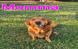 Golden Retriever dogs for sale: Blue Boy - Image 3