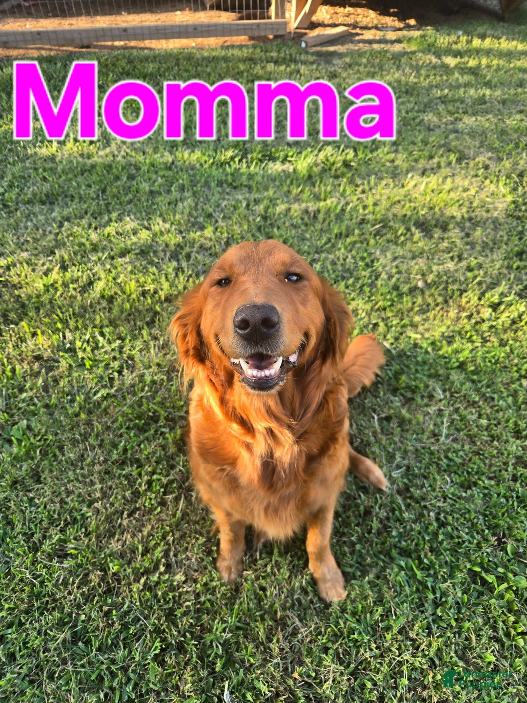 Golden Retriever dogs for sale: Blue Boy - Image 3