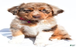Miniature Australian Shepherd dogs for sale: Izzy - Image 2