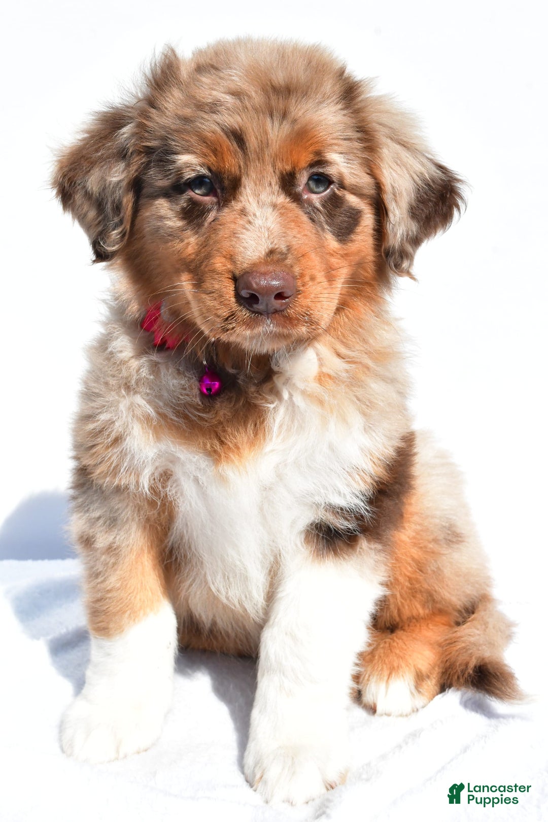 Miniature Australian Shepherd dogs for sale: Izzy - Image 2