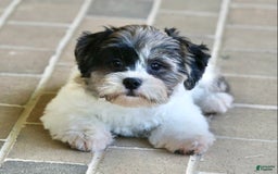 Shihpoo dogs for sale: Huey - Image 1