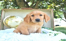 Golden Retriever dogs for sale: Adam - Image 6