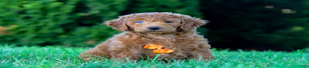 Sampson