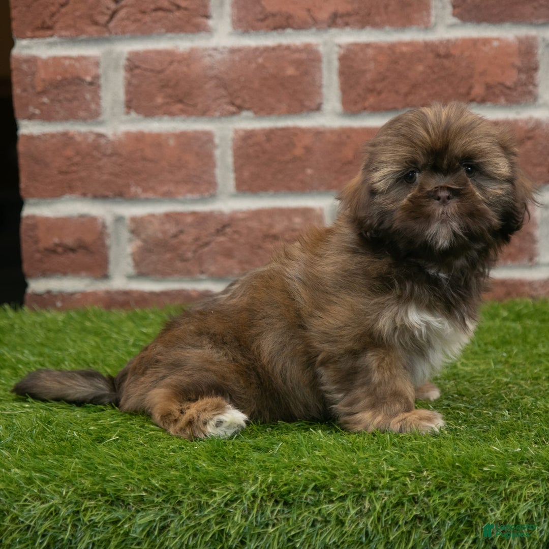 Shih Tzu dogs for sale: Scarlett - Image 5