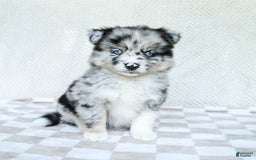 Pomsky dogs for sale: Bella - Image 5