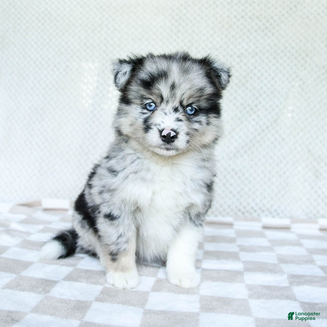 Pomsky dogs for sale: Bella - Image 5
