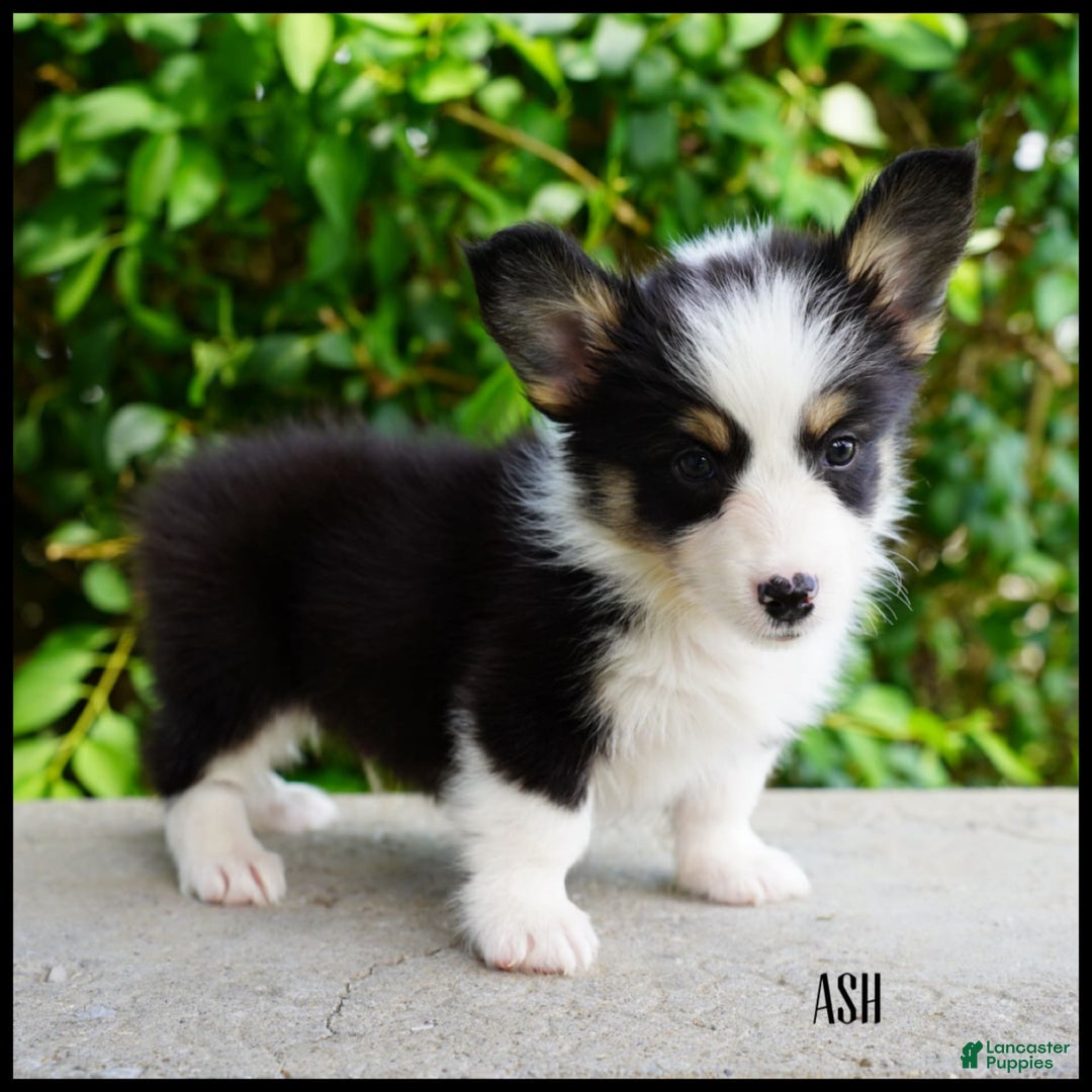 American Corgi dogs for sale: Ash - Image 1