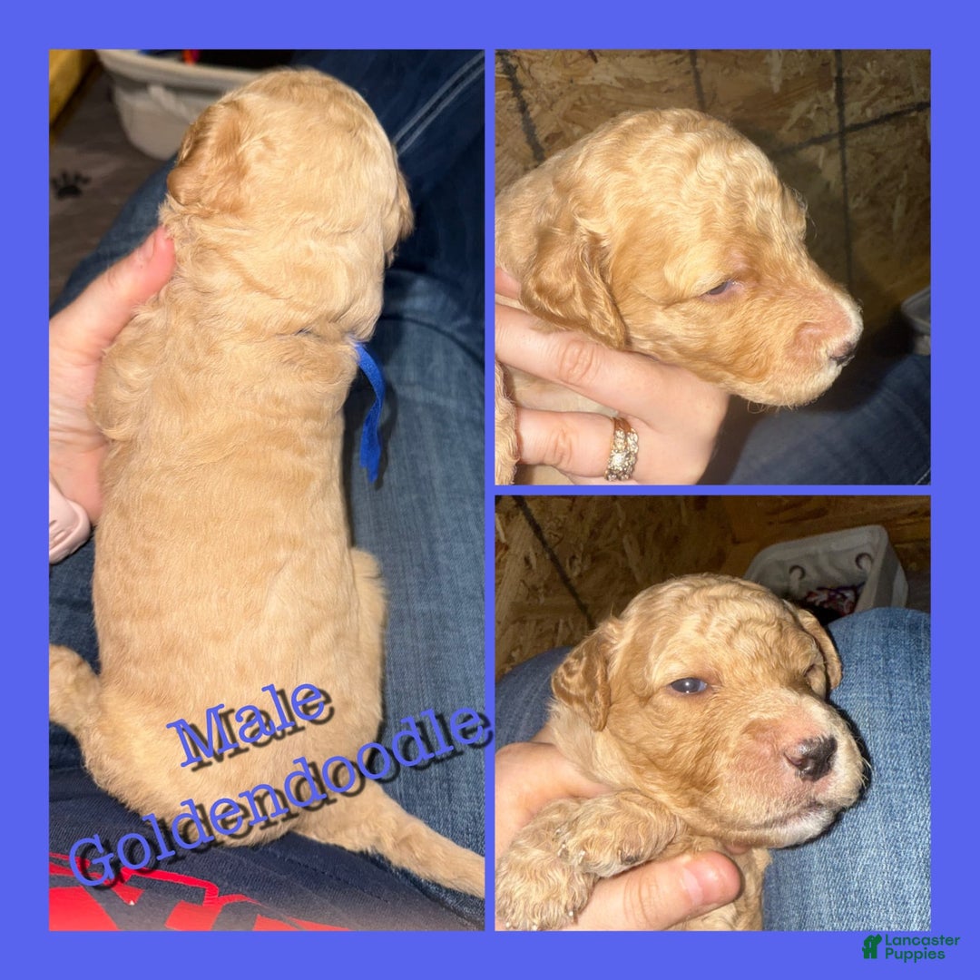 Goldendoodle dogs for sale: Blue Collar - Image 1