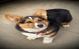 Welsh Corgi Pembroke dogs for sale: Mitzy - Image 10