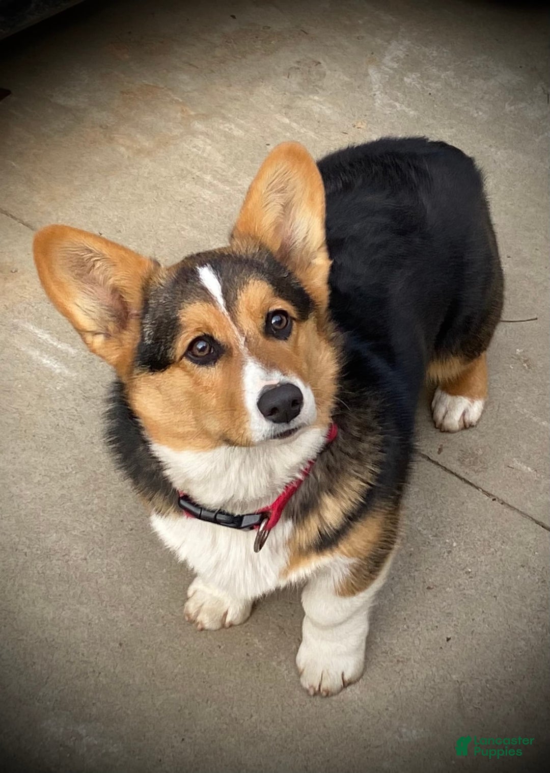 Welsh Corgi Pembroke dogs for sale: Mitzy - Image 10