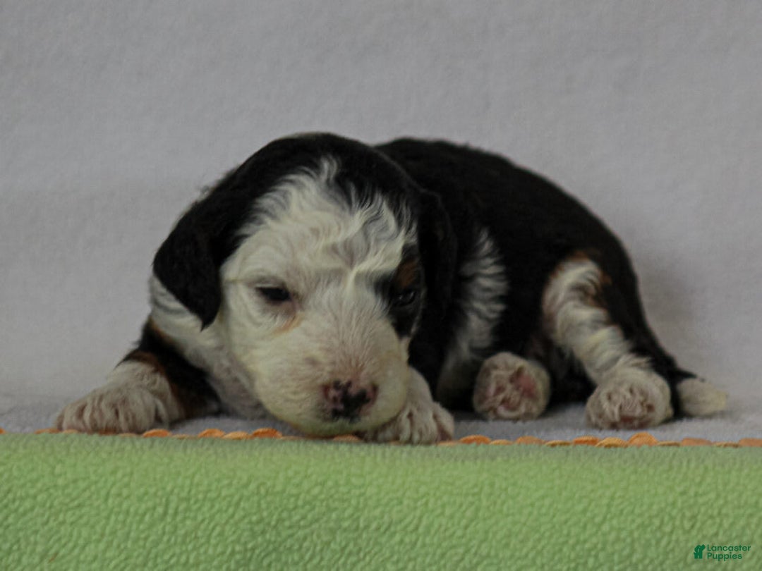 Mini Bernedoodle dogs for sale: Mercedes - Image 3