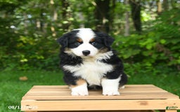 Australian Shepherd dogs for sale: Jewel - Image 5