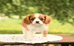 Cavalier King Charles Spaniel dogs for sale: Elliot - Image 2
