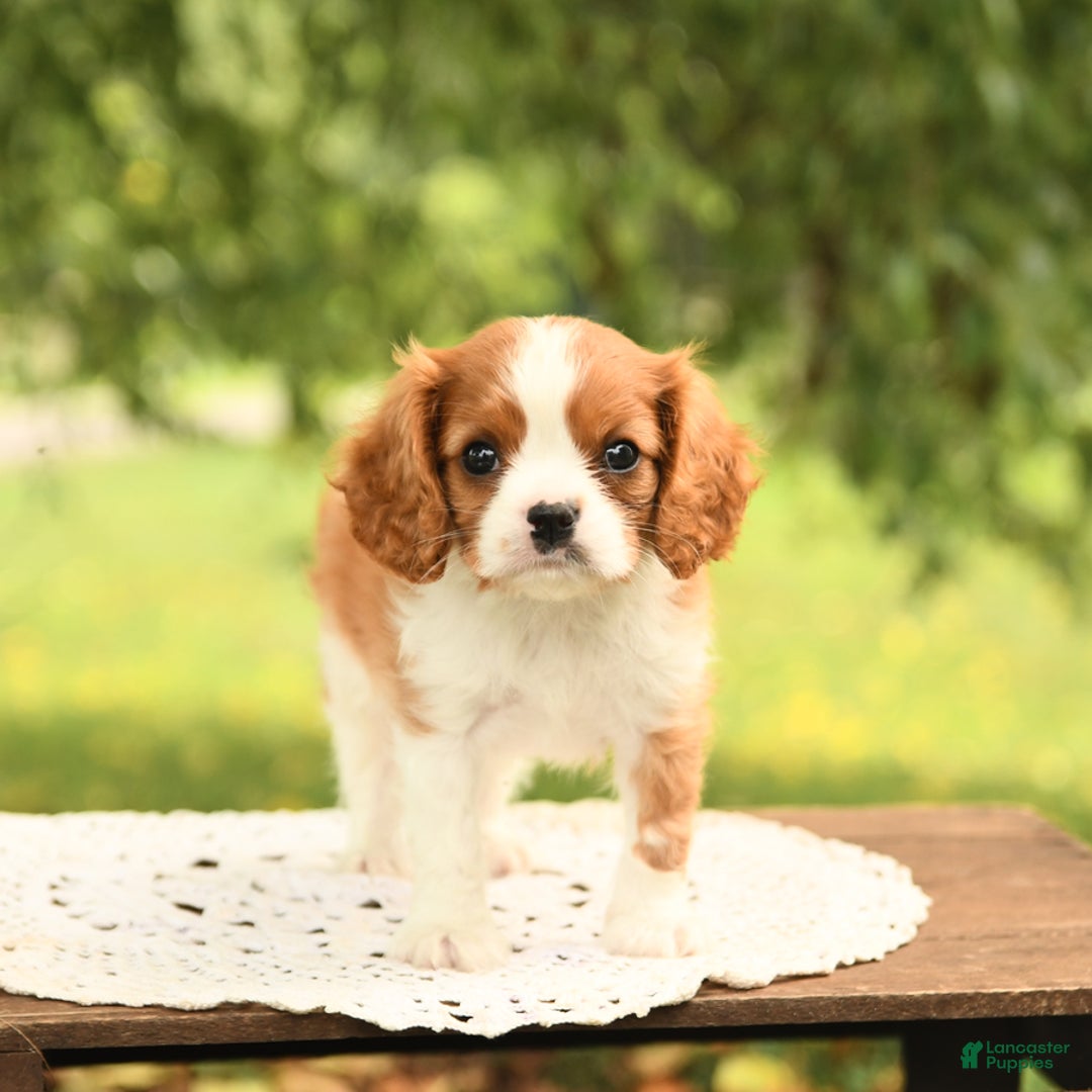 Cavalier King Charles Spaniel dogs for sale: Elliot - Image 2
