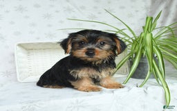 Yorkshire Terrier dogs for sale: Yorkshire Terrier 4 puppies - Image 12