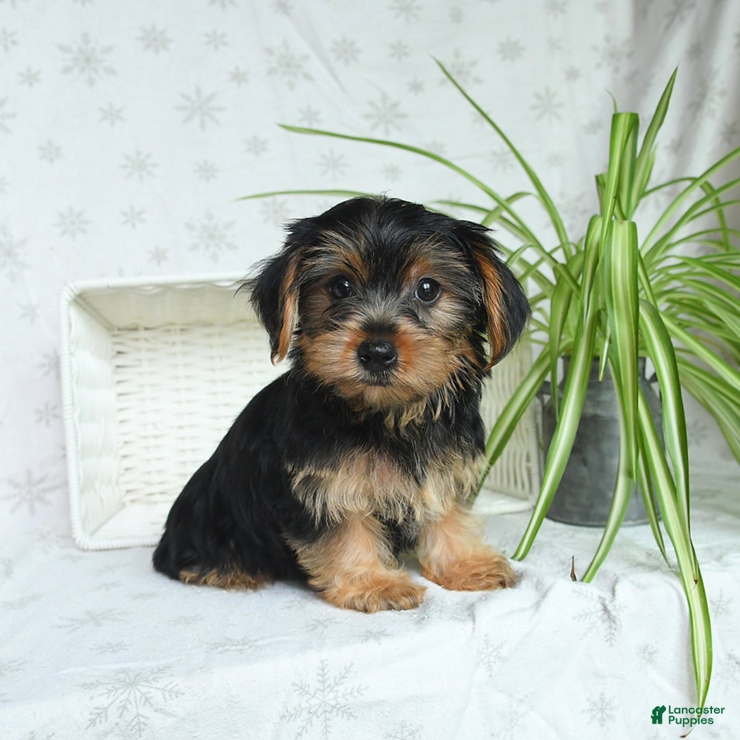 Yorkshire Terrier dogs for sale: Yorkshire Terrier 4 puppies - Image 12
