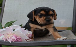 Beabull dogs for sale: Hope - Image 1