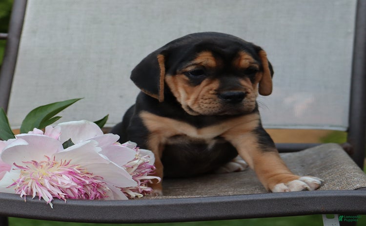 Beabull dogs for sale - Ad 1