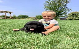 Newfoundland dogs for sale: Dallas - Image 2