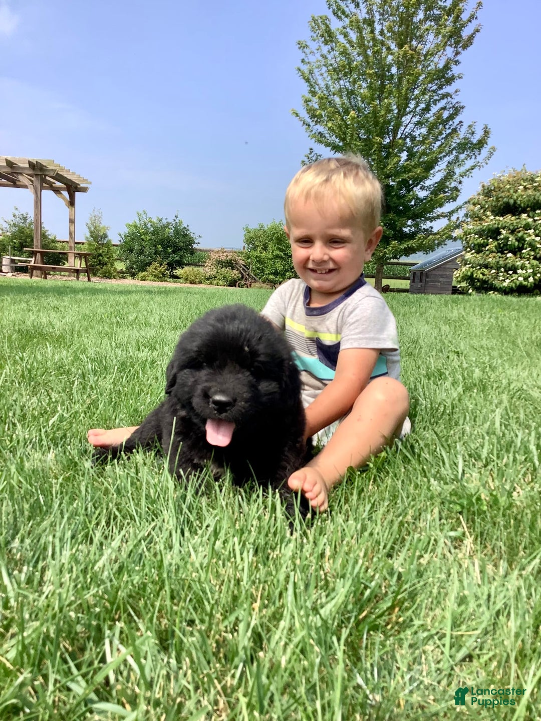 Newfoundland dogs for sale: Dallas - Image 2