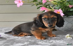 Miniature Dachshund dogs for sale: Laudon - Image 8