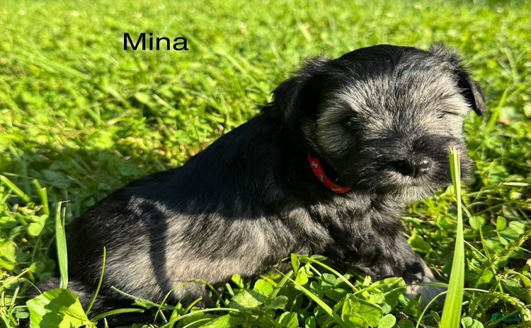 Miniature Schnauzer dogs for sale - Ad 3