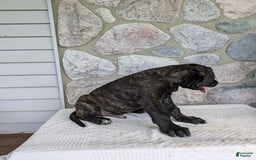 English Mastiff dogs for sale: Berkley - Image 2