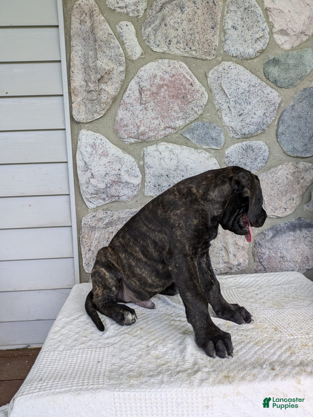 English Mastiff dogs for sale: Berkley - Image 2