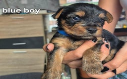 Yorkshire Terrier dogs for sale: Billy - Image 2
