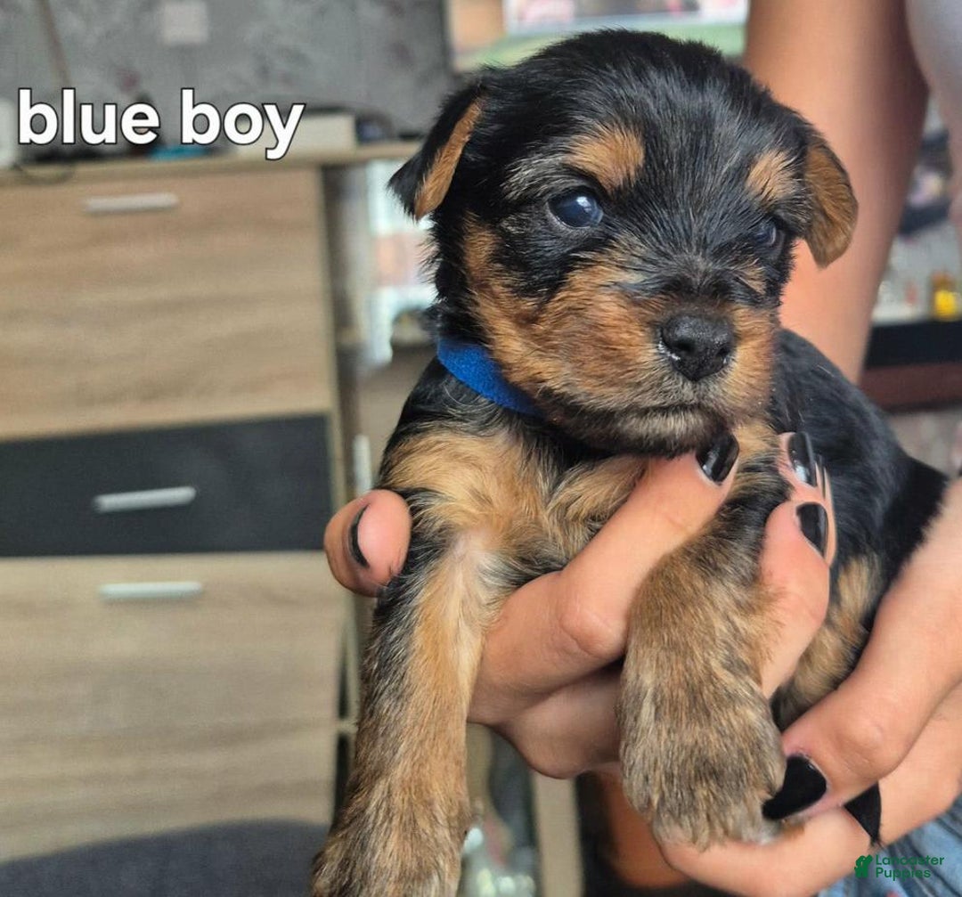 Yorkshire Terrier dogs for sale: Billy - Image 2
