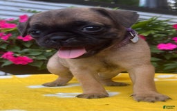 Puggle dogs for sale: Evi - Image 6