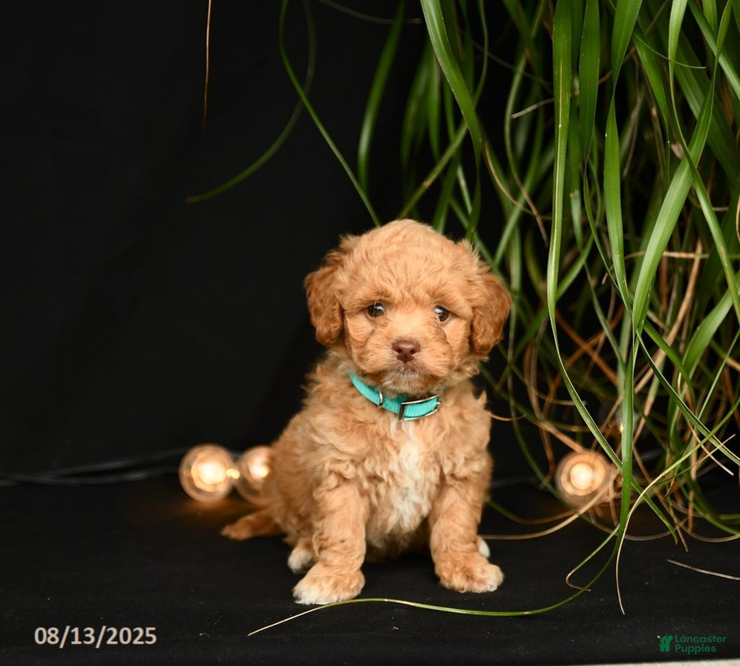 Teddy Bear dogs for sale: Remington - Image 3