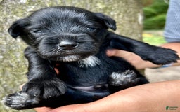 Miniature Schnauzer dogs for sale: Buddy - Image 14