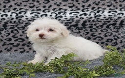 Havanese dogs for sale: Cayden - Image 7