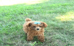 Toy Poodle dogs for sale: Chloe EXTRA SMALL - Image 1