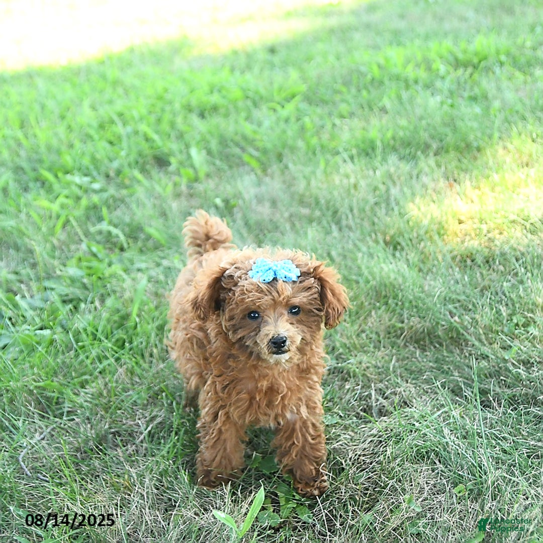 Toy Poodle dogs for sale: Chloe EXTRA SMALL - Image 1