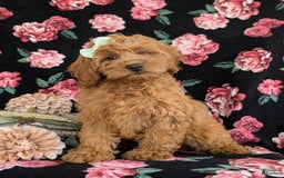 Cockapoo dogs for sale: Elisa - Image 11
