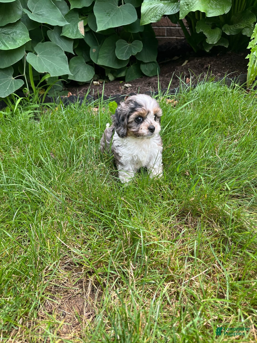 Cavapoo dogs for sale: Daisy - Image 4