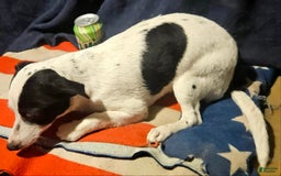 Chihuahua dogs for sale: X - Image 14