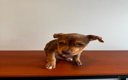 American Bully dogs for sale: Foxy - Image 2