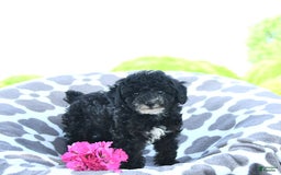 Toy Poodle dogs for sale: Kobey - Image 10