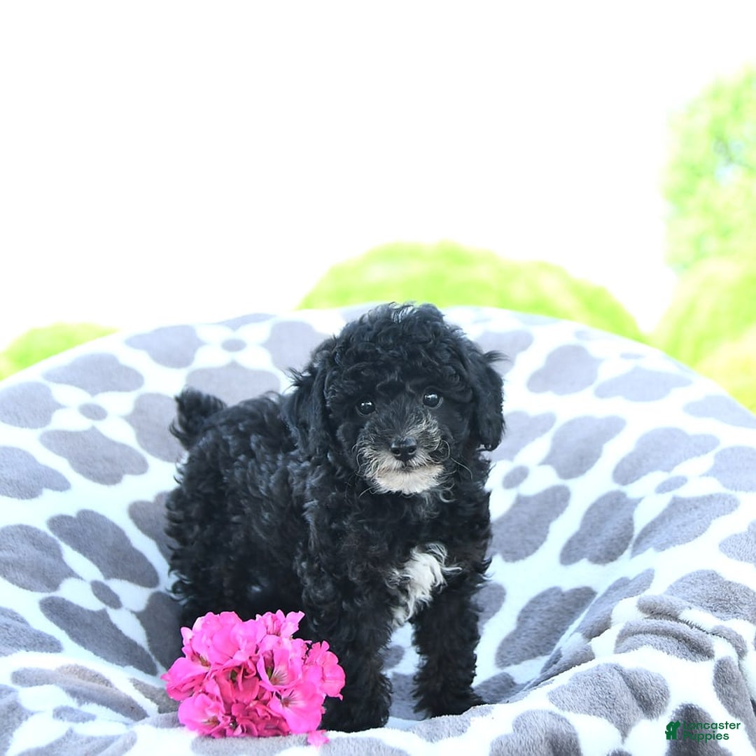Toy Poodle dogs for sale: Kobey - Image 10