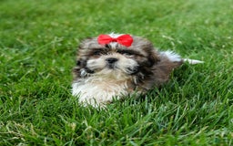 Shih Tzu dogs for sale: Lucky - Image 6