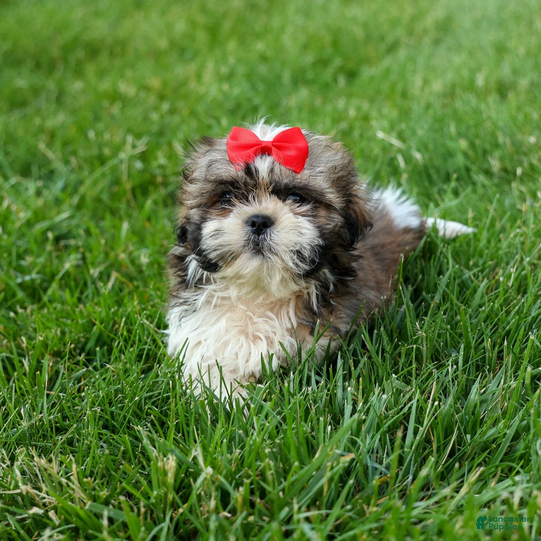 Shih Tzu dogs for sale: Lucky - Image 6