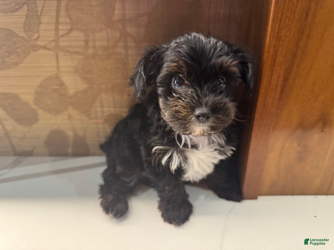 Yorkiepoo dogs for sale: Lily - Image 1