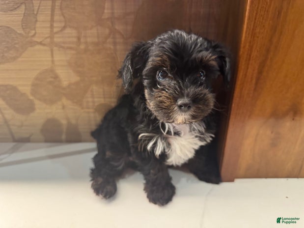 Yorkiepoo dogs for sale - Ad 1