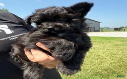 Pomapoo dogs for sale: Maddy - Image 10