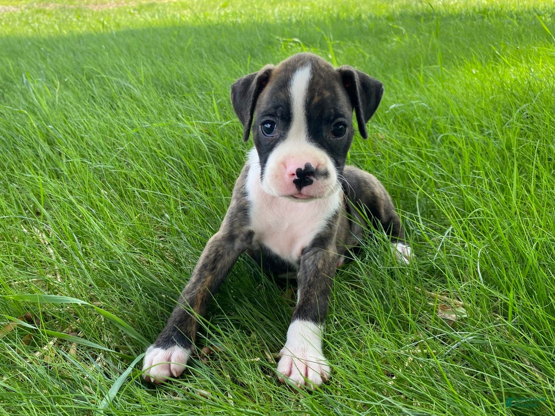 Boxer dogs for sale: River - Image 13