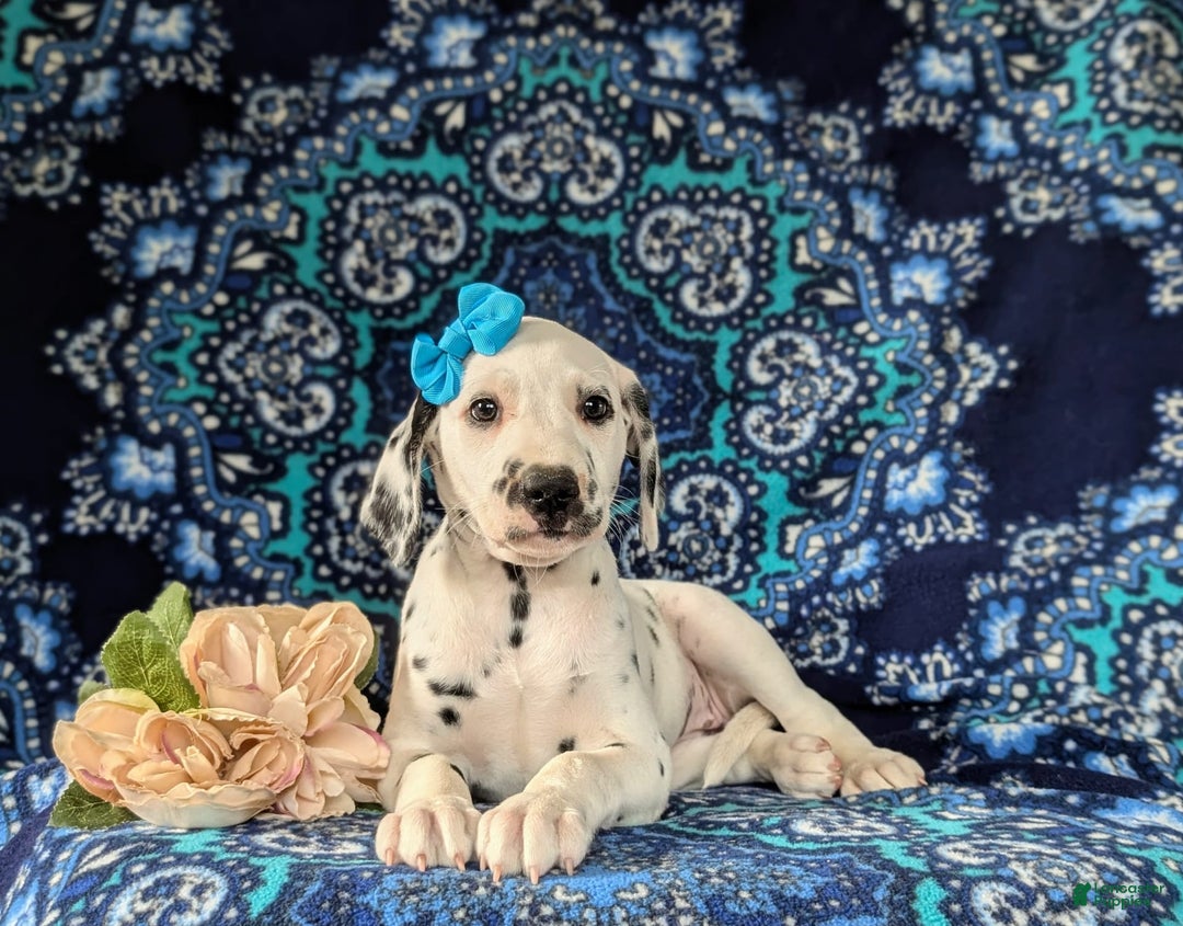 Dalmatian dogs for sale: Katrina - Image 4