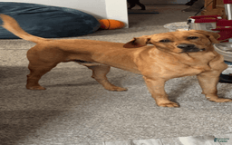 Labrador Retriever dogs for sale: Bubba - Image 2
